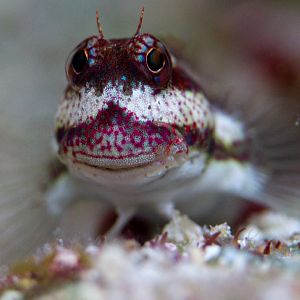 Bigbrow Blenny close-up