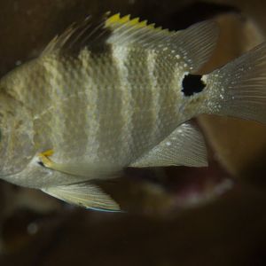 Blackspot Sergeant juvenile (Abudefduf sordidus)