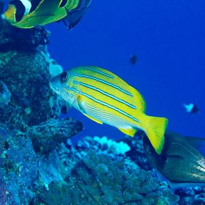 Bluestripe Snapper (Lutjanus kasmira)