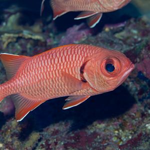 Bigscale Soldierfish (Myripristis berndti)