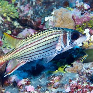 Spotfin Squirrelfish (Neoniphon sammara)