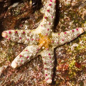 Starfish