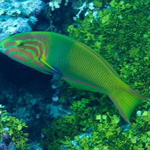 Sunset Wrasse I(Thalassoma lutescens)