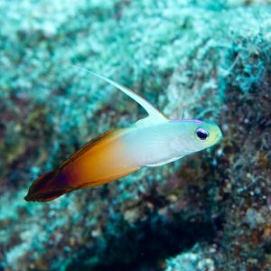 Fire Dartfish (Nemateleotris magnifica)