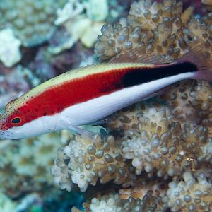 Freckled Hawkfish juvenile (Paracirrhites forsteri)