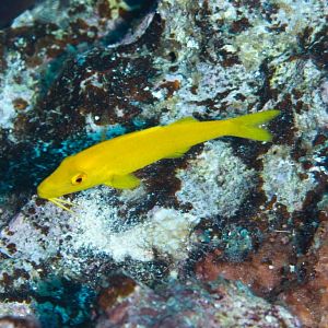 Goldsaddle Goatfish yellow phase (Parupeneus cyclostomus)