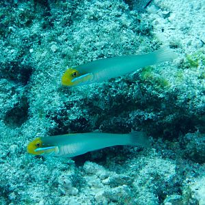 Bluestreak Gobies (Valenciennea strigata)