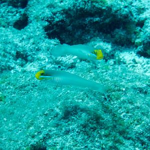 Bluestreak Gobies (Valenciennea strigata)
