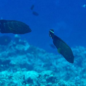 Flagtail Grouper (Cephalopholis urodeta)