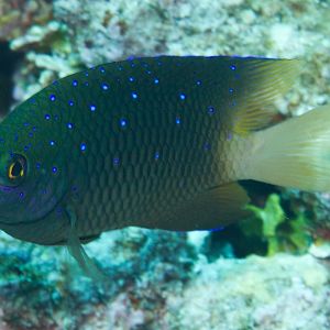 Jewel Damsel (Plectroglyphidodon lacrymatus)