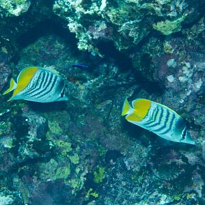 Yellowback Butterflyfish (Chaetodon mertensi)