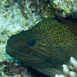 Giant Moray (Gymnothorax javanicus)