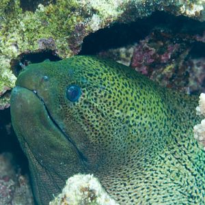 Giant Moray (Gymnothorax javanicus)