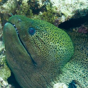 Giant Moray (Gymnothorax javanicus)