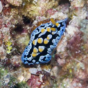 Nudibranch