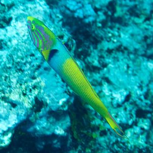 Sunset Wrasse (Thalassoma lutescens)