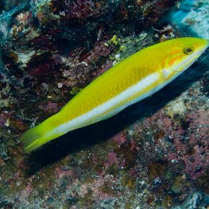 Sunset Wrasse