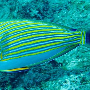 Lined Surgeonfish (Acanthurus lineatus)