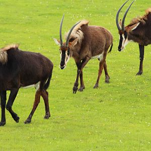Sable Antelope walking as a herd