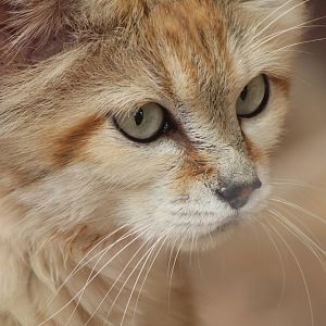 Sand Cat