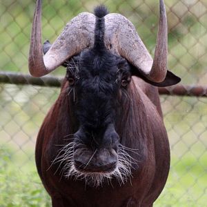 Black Wildebeest