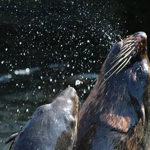 South American Sealions at play