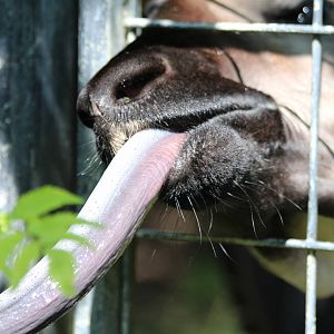 Okapi Tounge