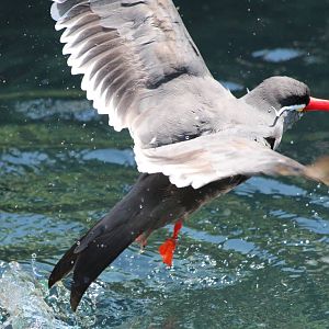 Inca Tern in flight