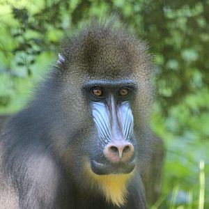 Mandrill