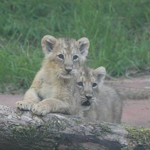 Asian Lion cubs