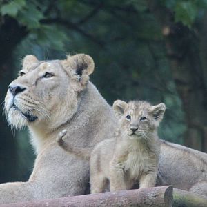 Asian Lion cub with mother