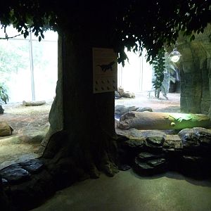 Fragile Kingdom - Komodo Dragon (7-18-12)