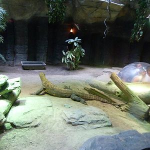 Fragile Kingdom - Komodo Dragon (7-18-12)