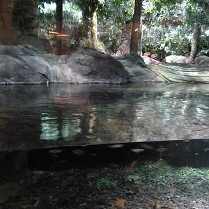 Gharial Croc. Exhibit (7-18-12)