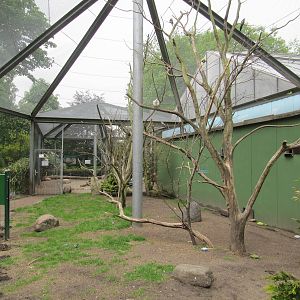 Budgerigar Aviary 2011
