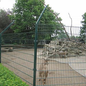 Barbary Sheep and Barbary Macaque 2011
