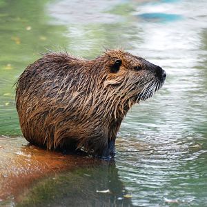 Coypu at Dierenrijk, 31/05/12