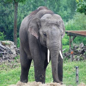 Asian Elephant at Dierenrijk, 31/05/12