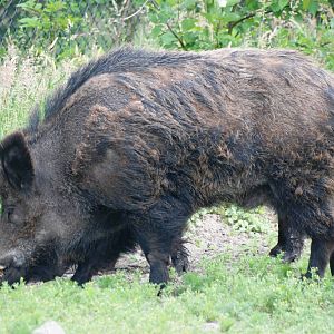 European Wild Boar at Dierenrijk, 31/05/12