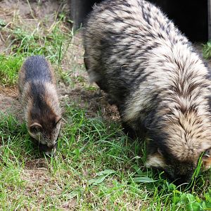 Raccoon Dog Adult and Young at Dierenrijk, 31/05/12