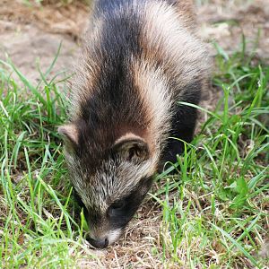Raccoon Dog Pup at Dierenrijk, 31/05/12