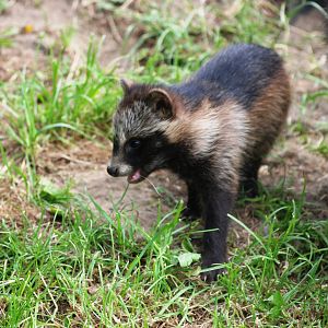 Raccoon Dog Pup at Dierenrijk, 31/05/12