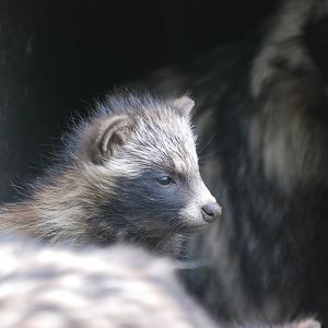 Raccoon Dog Pup at Dierenrijk, 31/05/12
