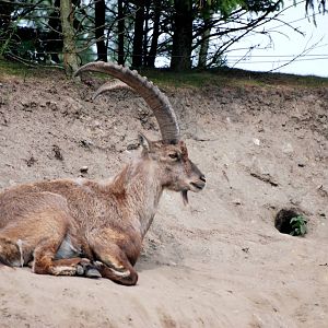 Alpine Ibex at Dierenrijk, 31/05/12
