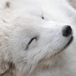 Arctic Fox at Dierenrijk, 31/05/12