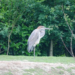 Goliath Heron at Dierenrijk, 31/05/12
