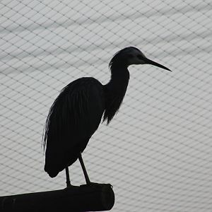 White-faced Heron (Egretta novaehollandiae) at dusk
