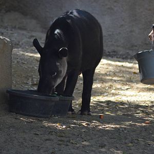 Feeding Time For Baird's Tapir