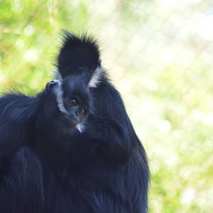 Francois' Langurs