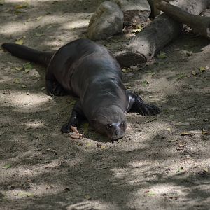 Giant Otter